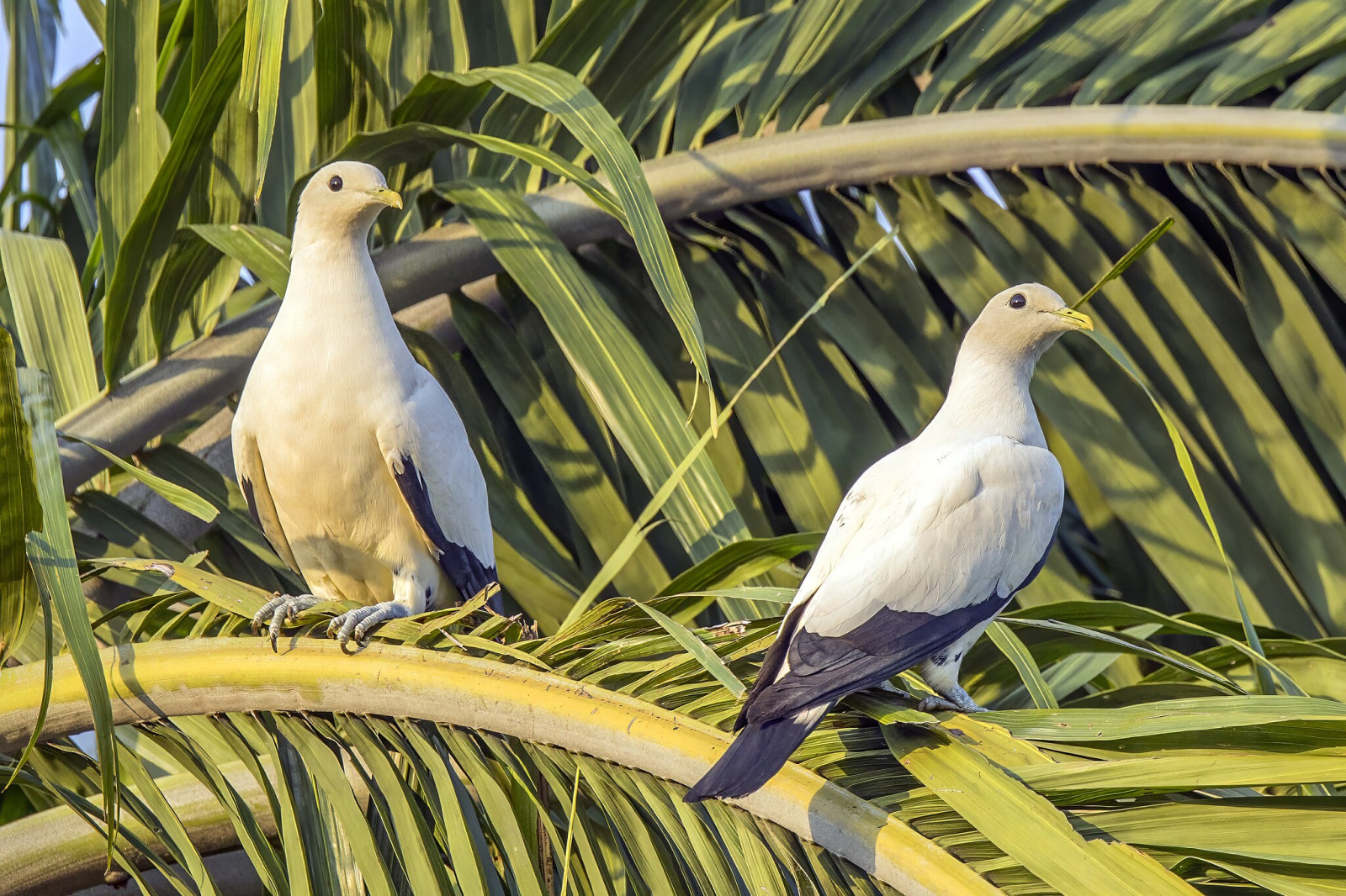 image Torresian Imperial-Pigeon